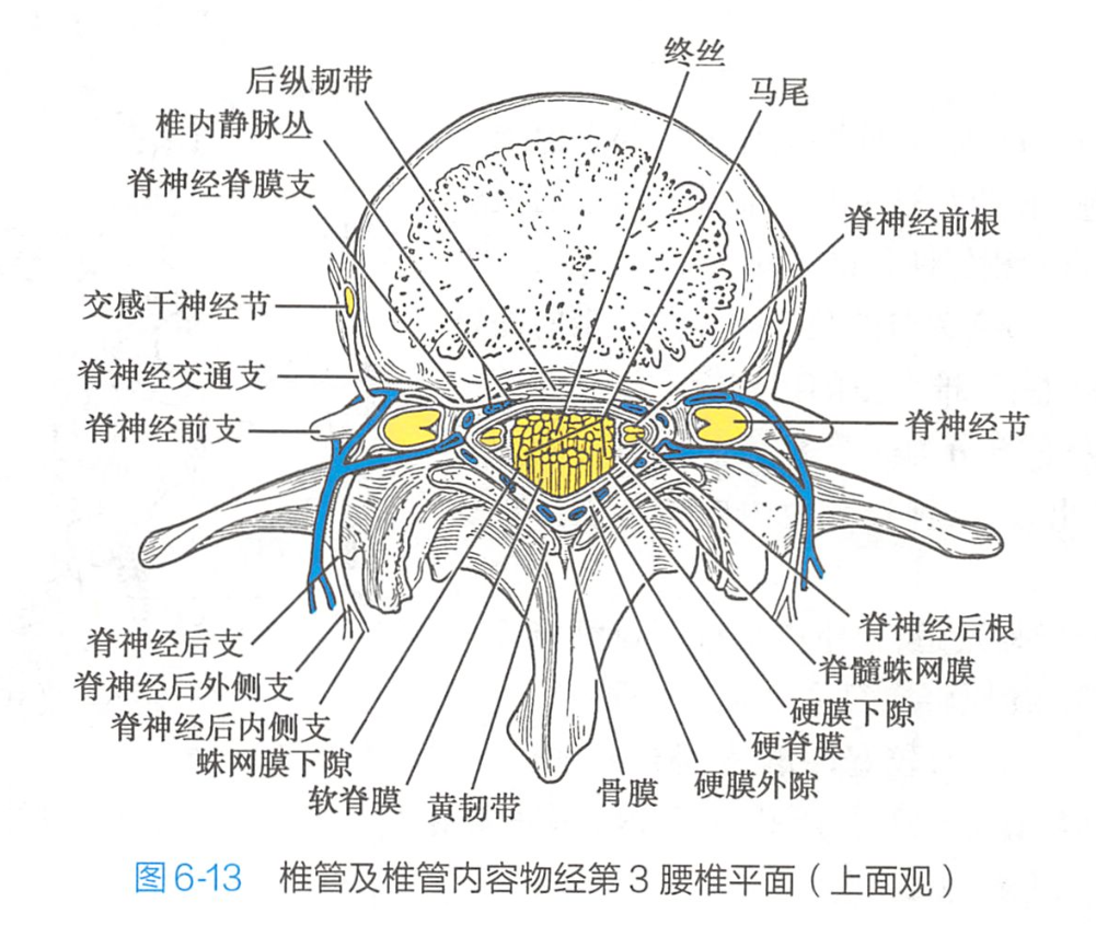 蛛网膜下隙