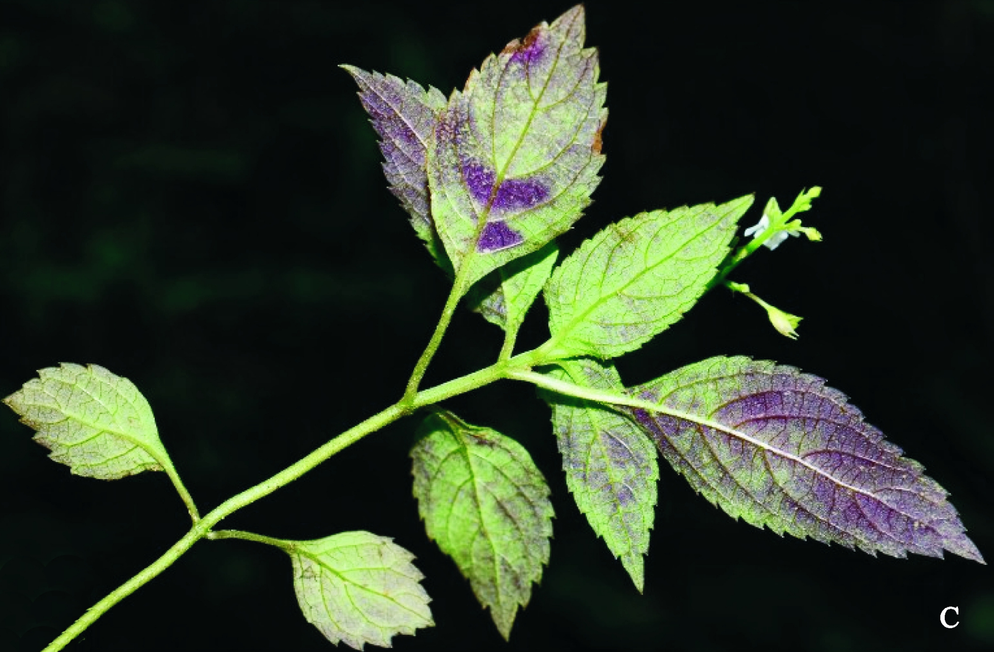 是唇形科,喜雨草属植物.