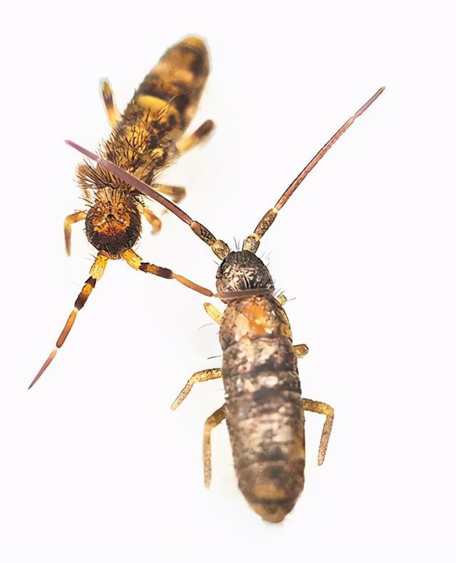  p data-id="tirsan0rsptz">跳虫是弹尾目棘跳虫科小型昆虫的通称.