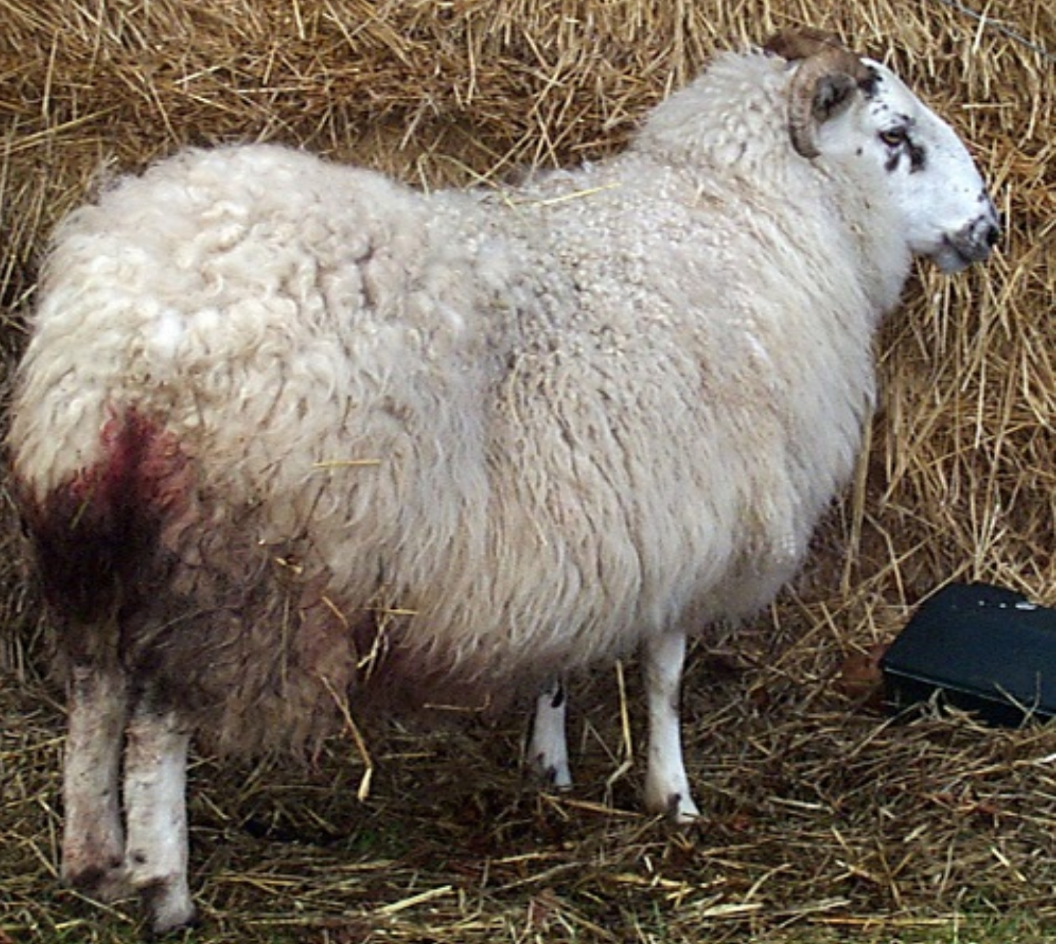 绵羊地方性流产