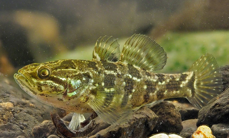  p>葛氏鲈塘鳢(学名: i>perccottus glenii /i>)是沙塘鳢科,鲈塘鳢属