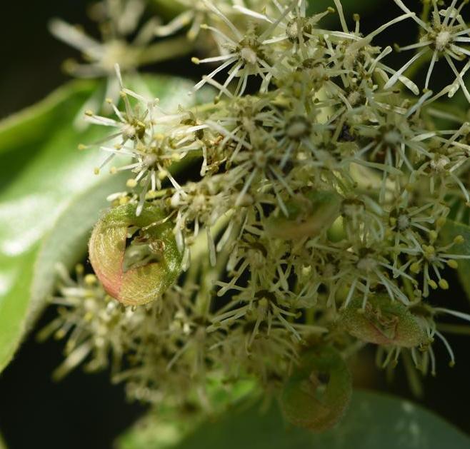  p>革叶槭(学名: i>acer coriaceifolium /i> lévl.