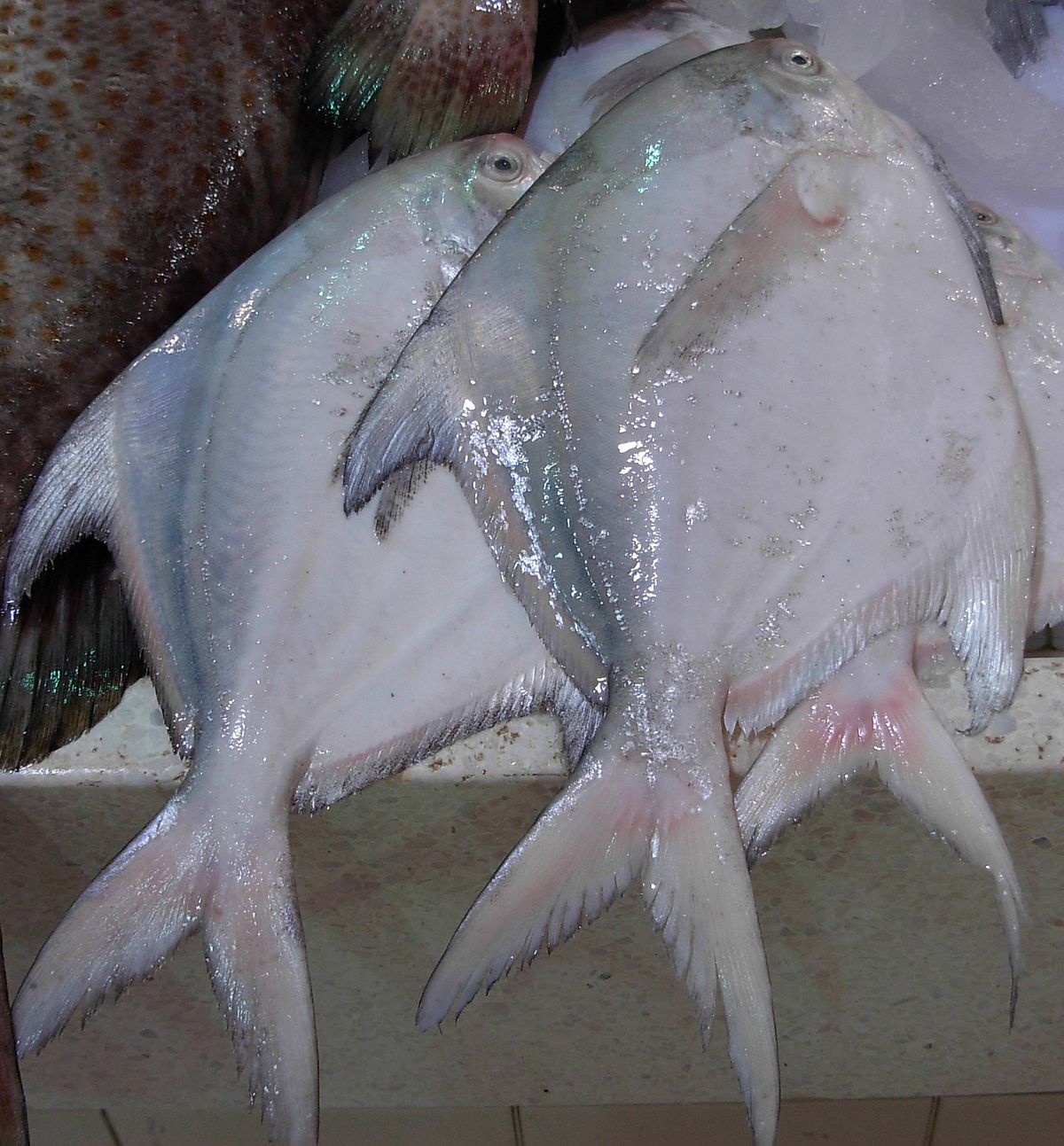  p>银鲳(学名: i>pampus argenteus /i>)是鲳科,鲳属鱼类.