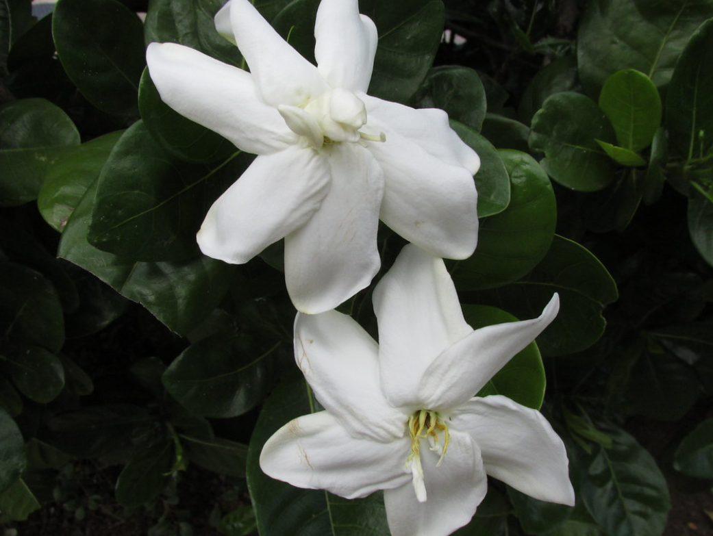  p>塔希提岛栀子(学名: i>gardenia /i>  i>taitensis /i> dc.