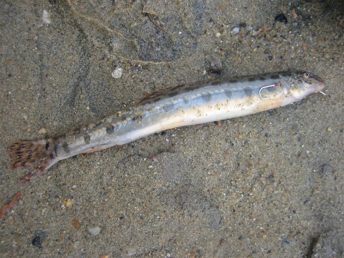 2,会壮体沙鳅鱼长期在海水中生活,对海藻有一定的了解,会除藻的壮体沙