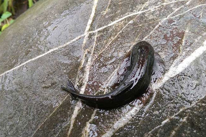  p>沈氏间爬岩鳅,不在iucn濒危名单中2012淡水鱼红皮书:nt形态特征本