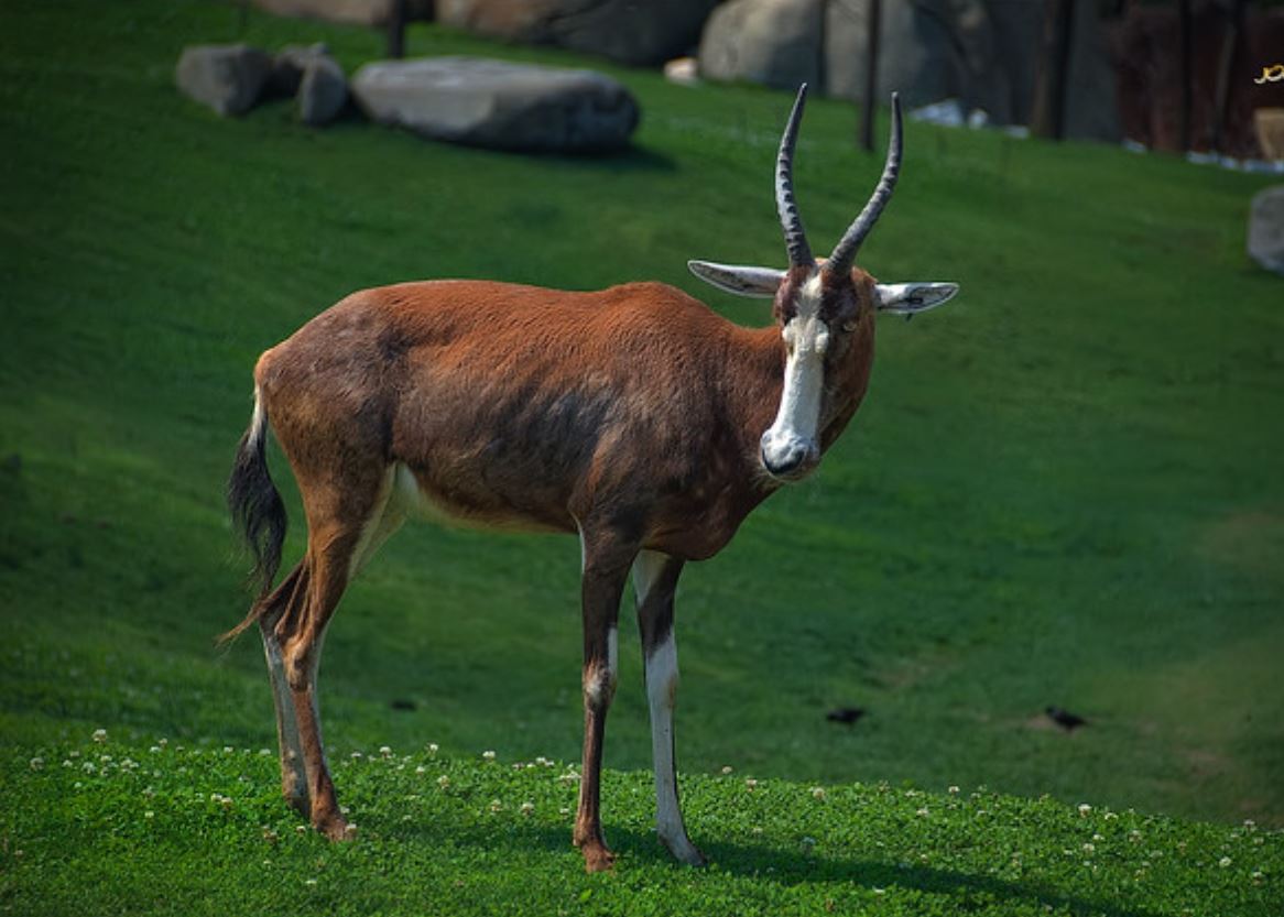  p>白纹牛羚(学名: i>damaliscus pygargus /i>):哺乳纲,牛科,转角