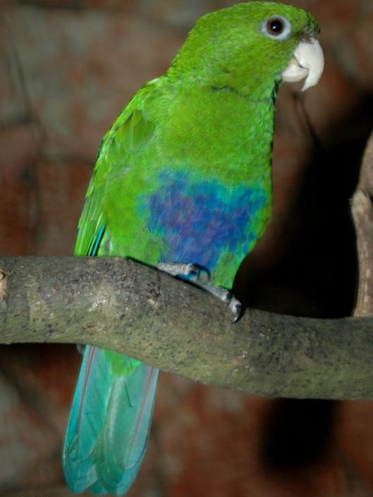 蓝腹鹦鹉