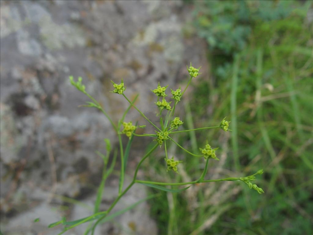  p>锥叶柴胡(学名: i>bupleurum bicaule /i> helm)是伞形科,柴胡属