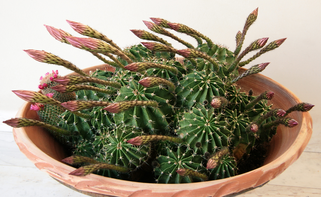 zucc. ex a.dietr.)是仙人掌科,仙人球属多年生草本多浆植物.