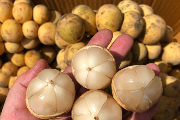  p data-id="gnwq8hq8ix">又名"杜古",兰桑内,龙宫果,香果,佛头果,一