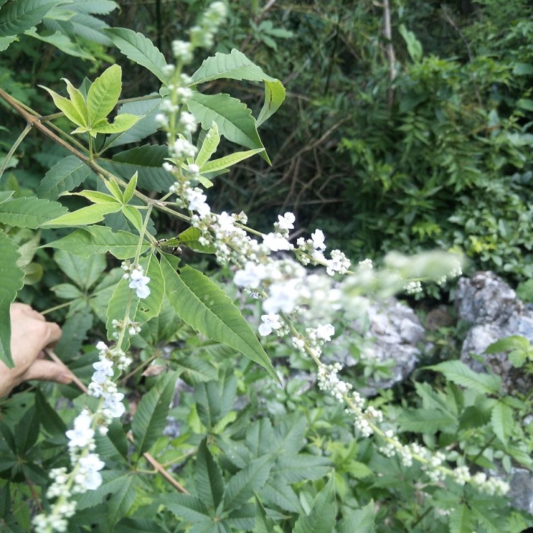  p data-id="gnbjjyw8ld">黄荆根,中药名.