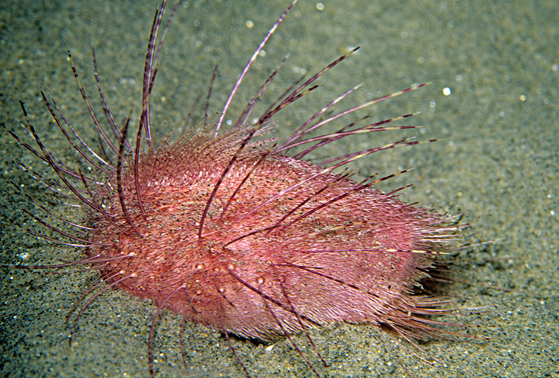  p>环蛸枕是一种很小,紧密的心海胆,在前端有很突出的深凹口,线条分明