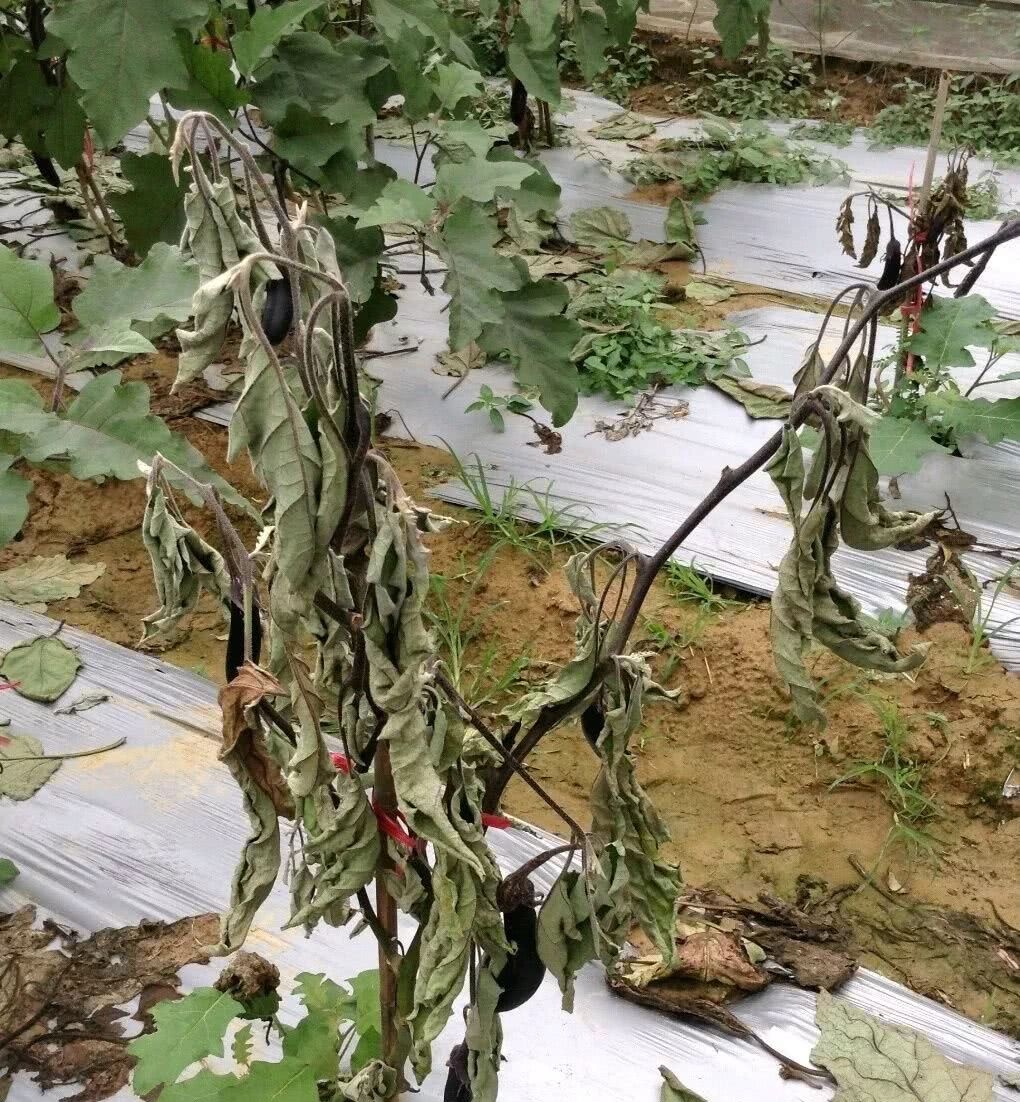 茄子枯萎病