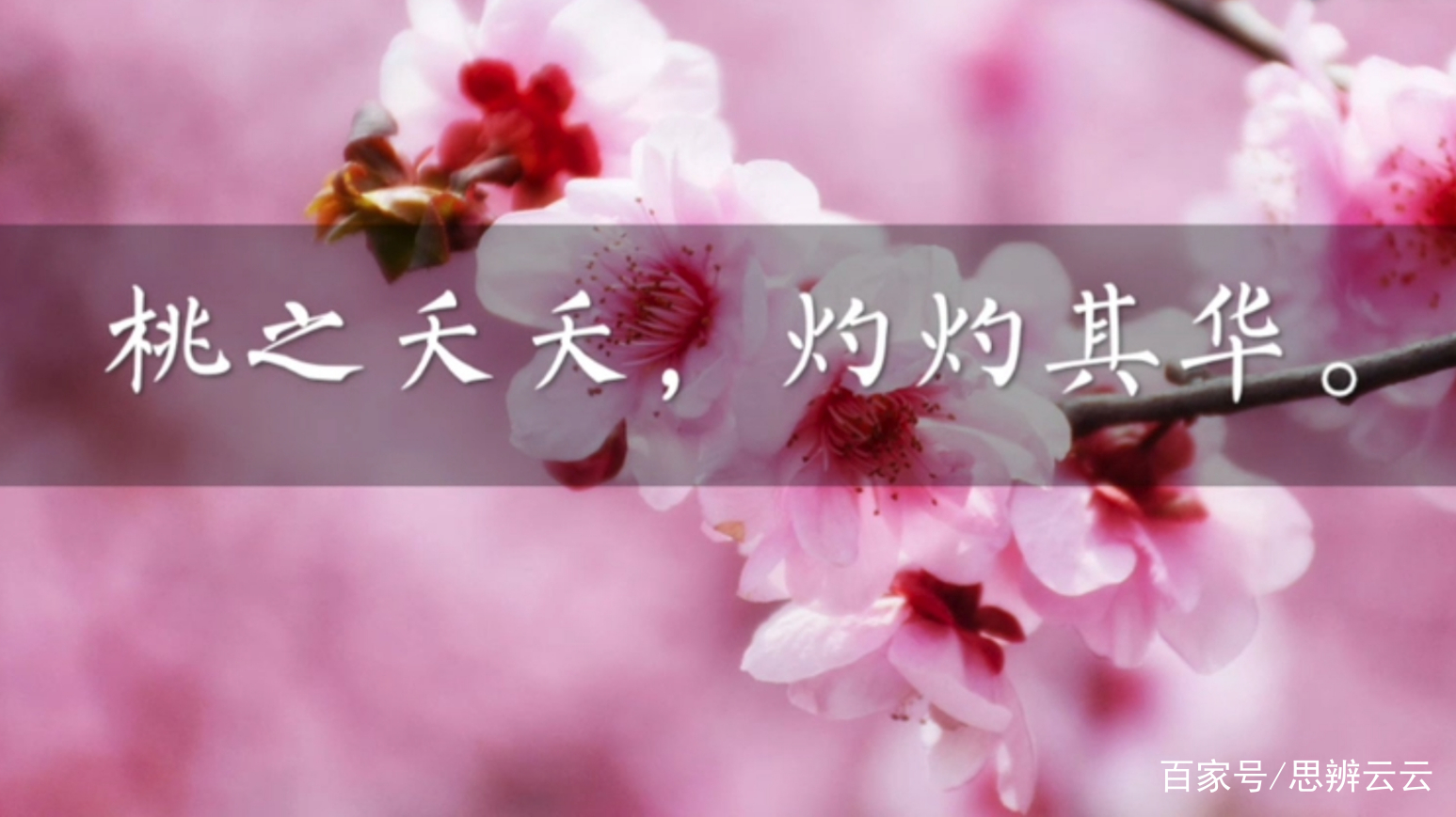 桃之夭夭，灼灼其华”到底有多美？语文老师天天挂在嘴边_百科TA说