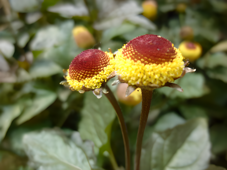 金钮扣（菊科金钮扣属植物）_百度百科