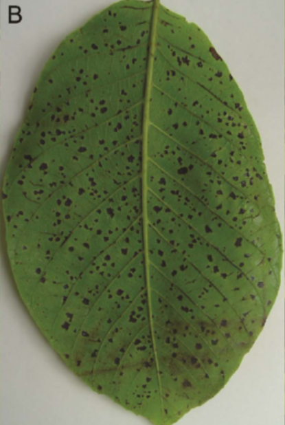  p data-id="gnauogr5ju">核桃黑斑病是由甘蓝黑腐黄单胞菌核桃黑斑