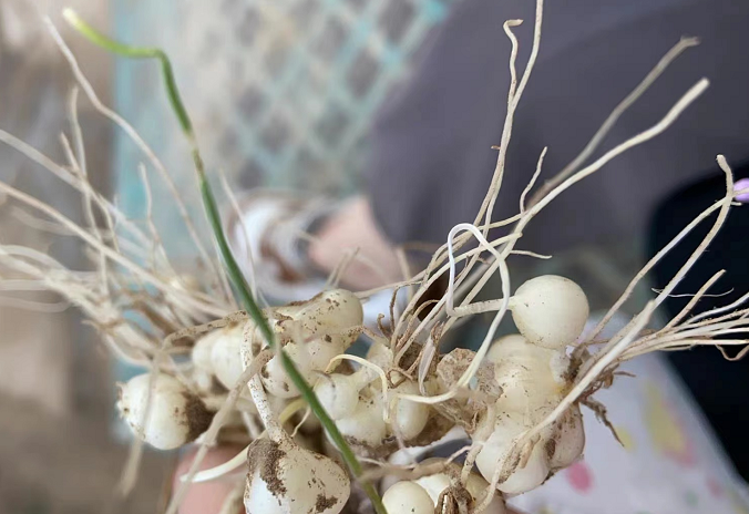 是野菜，亦是良药——薤白：食之葱香浓郁，‘宽胸行气’_百科TA说