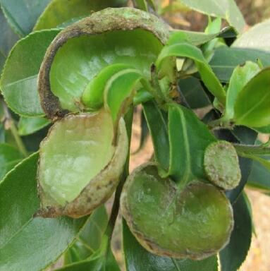 href="/item/油茶/6006" data-lemmaid="6006">油茶 /a>的病害