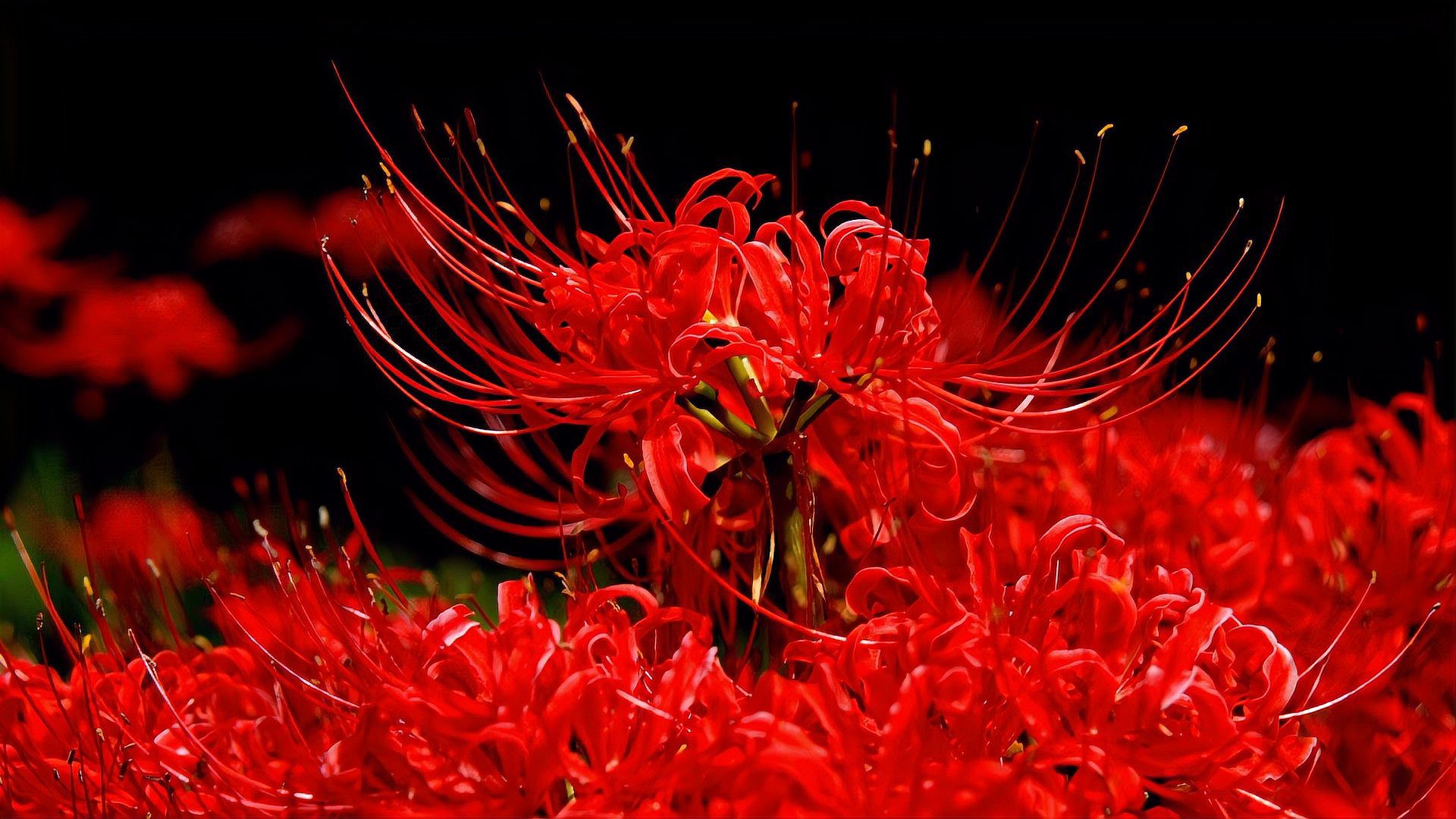 曼珠沙华 红莲 睡莲科 百度百科