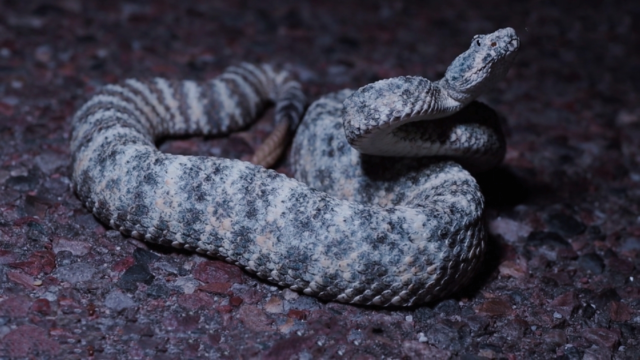 西南斑点响尾蛇