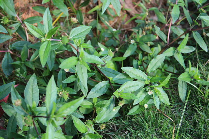 白花鳢肠(墨旱莲)