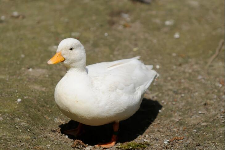  p data-id="tnh5cqixvylt">柯尔鸭(英文名:ca