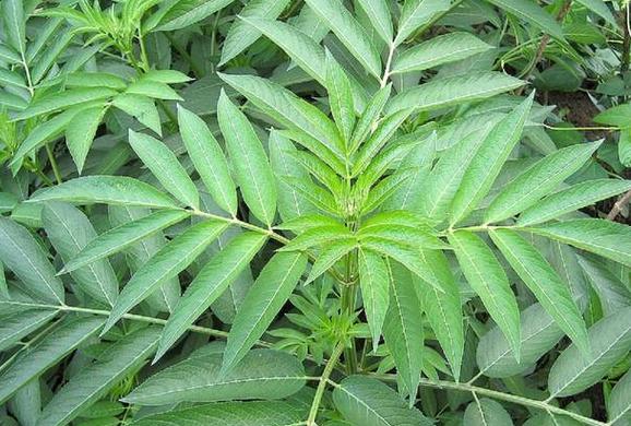 ">唇形科 /a>, a target="_blank" href="/item/鼠尾草属/2360392"