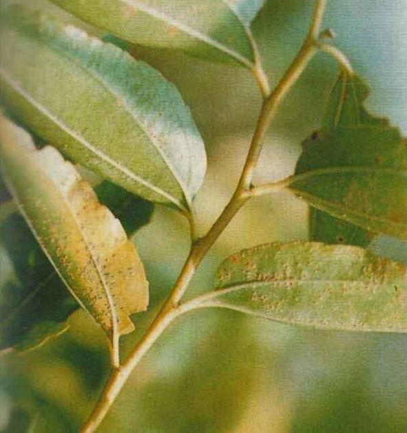 雾烟病,是由枣多层锈菌侵染所引起的,发生在枣树叶片的一种流行性病害