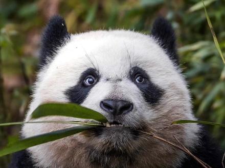 大熊猫梵星