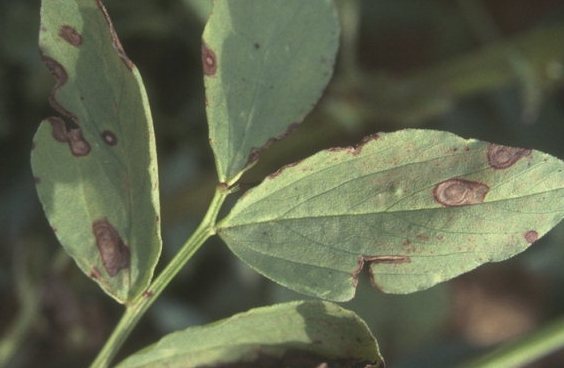  p>蚕豆褐斑病是由蚕豆壳二孢菌侵染所引起的,发生在蚕豆上的一种病害