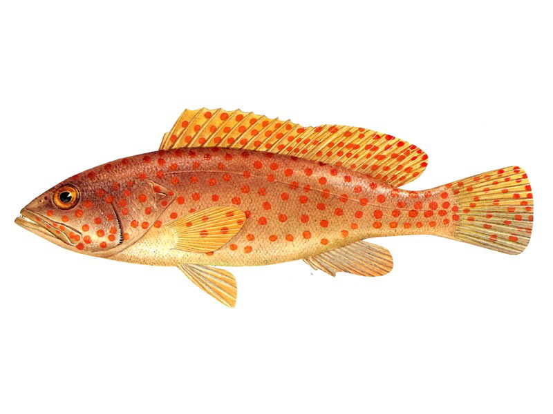  p>赤点石斑鱼(学名: i>epinephelus akaara /i>