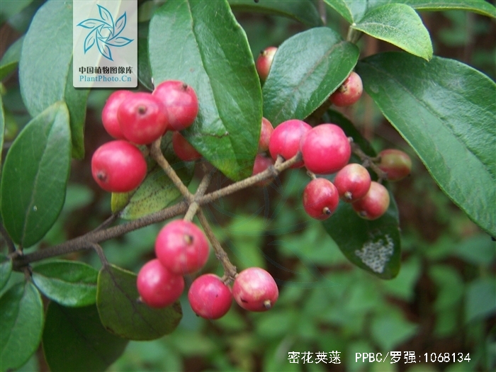  p>密花荚蒾( a target="_blank" href="/item/学名/8074290" data