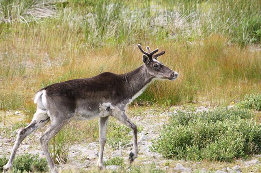 该亚种是一个数量众多的驯鹿,在纽芬兰岛,估计有10万头左右的动物.