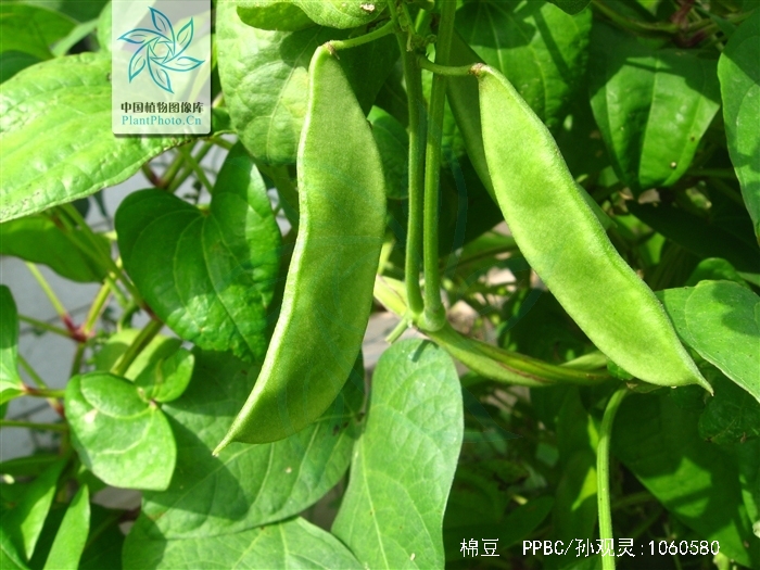 phaseolus lunatus l.