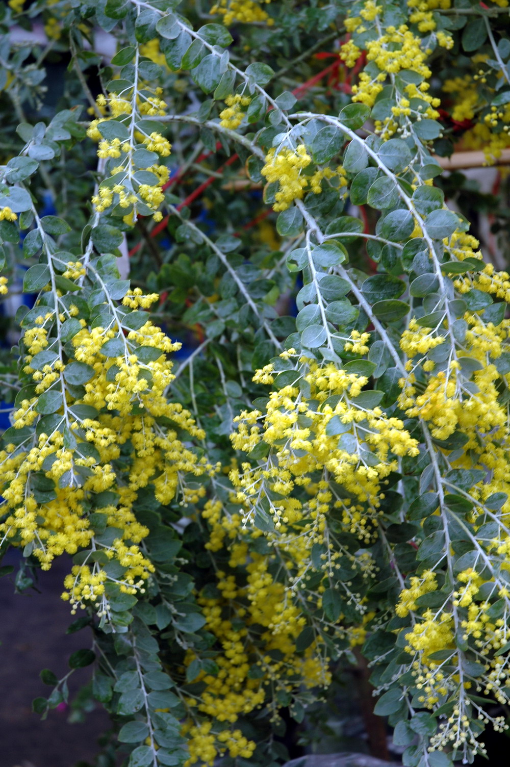别名:鸭皂树,刺球花,消息树等;灌木或小乔木,树皮粗糙,褐色,多分枝