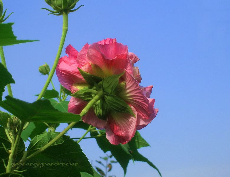  p>芙蓉花叶是锦葵科植物木芙蓉的叶片,生于夏秋二季,可做药材.