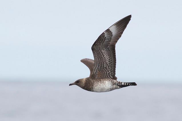  p>中贼鸥( a target="_blank" href="/item/学名/8074290" data