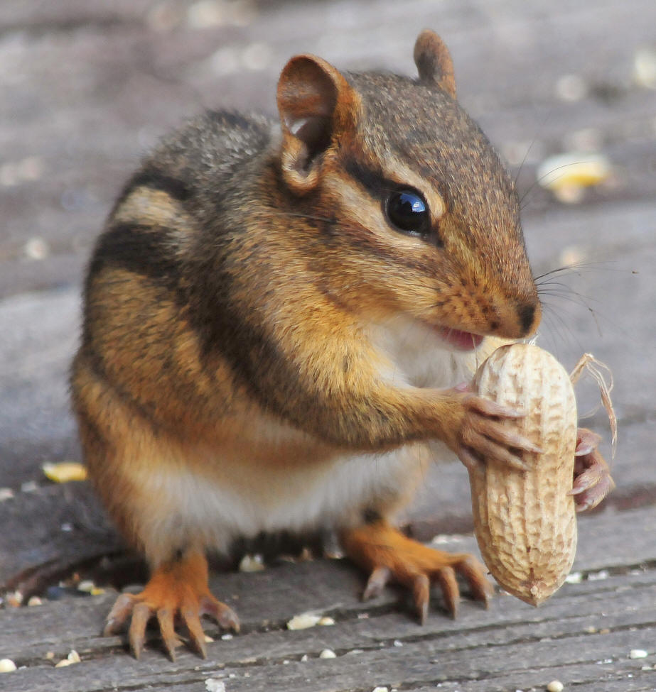  p>花鼠(学名: i>tamias sibiricus /i>)别名桦鼠子,五道眉,花狸棒, a