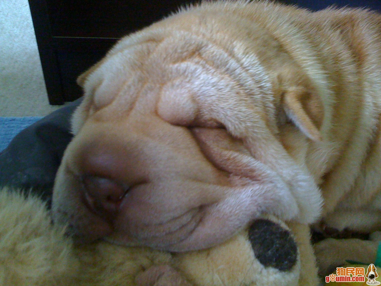 皮犬,英文名 sharpei,产于中国广东南海大沥镇一带,是世界名种斗狗之