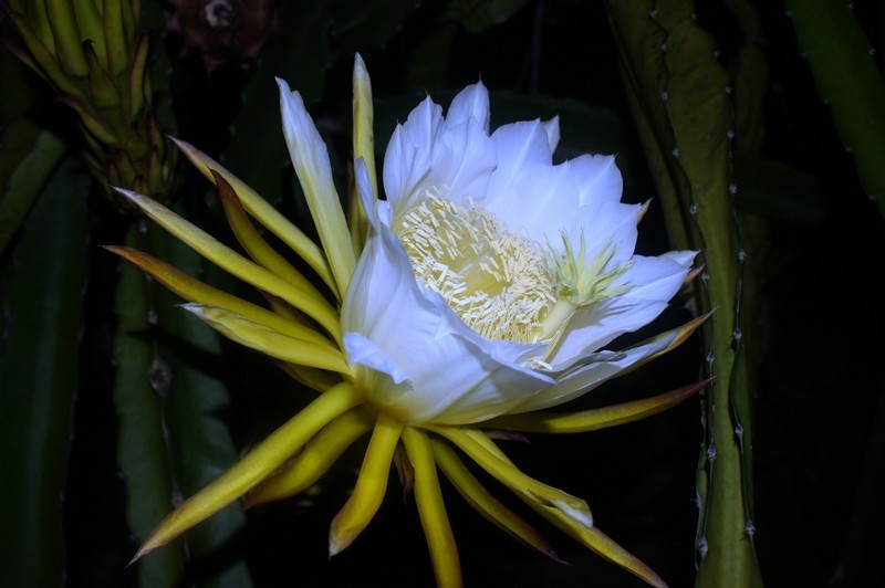 霸王花