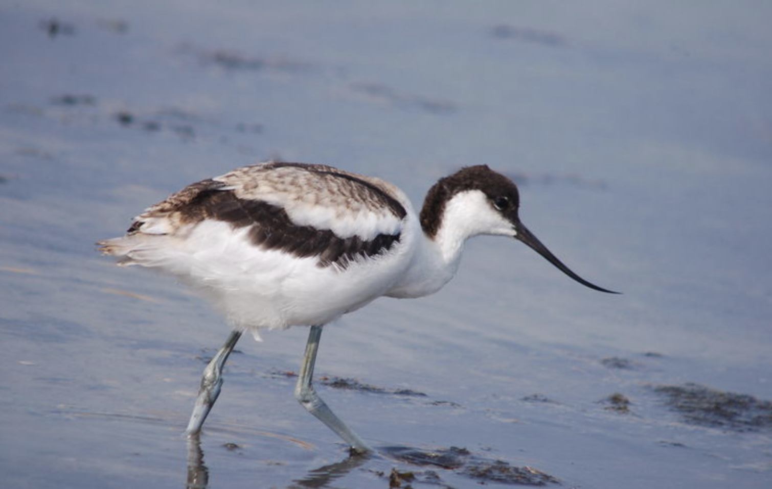  p>反嘴鹬(学名: i>recurvirostra avosetta /i>)是反嘴鹬科反嘴鹬属