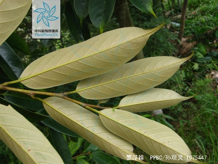 castanopsis faberi hance