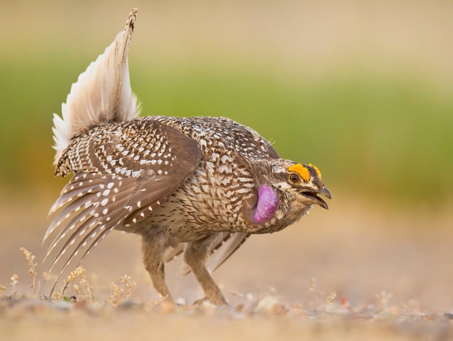  p>尖尾草原松鸡(学名: i>tympanuchus phasianellus /i>):体长41-47