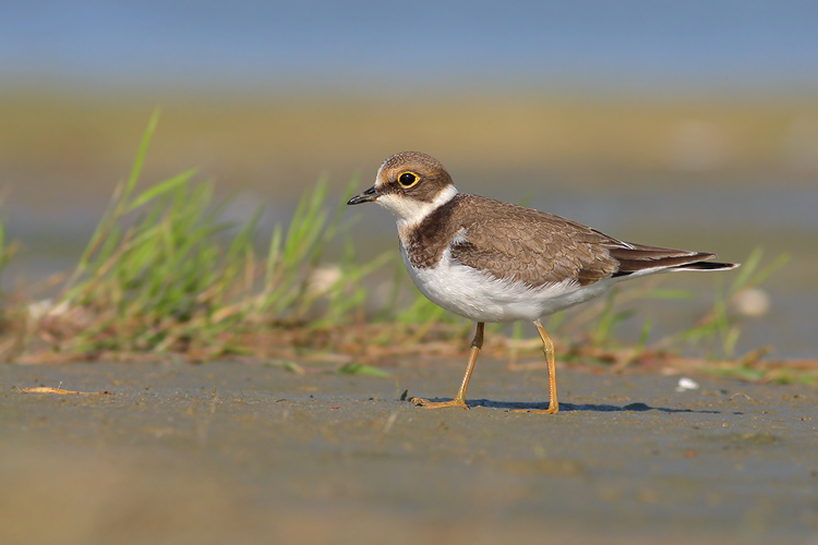 little ringed plover