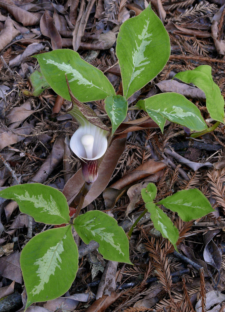  p>槟榔亚纲(arecidae)又称棕榈亚纲.