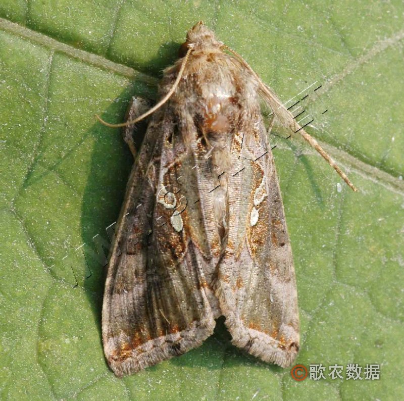  p>银纹夜蛾为鳞翅目,夜蛾科的一种昆虫.