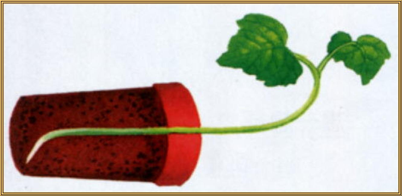  p>背地性,又称负 a target="_blank" href="/item/向地性/7478339"