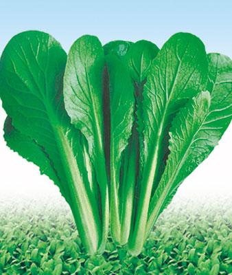 lemmaid="7247521">青海省农林科学院春油菜研究所 /a>选育的品种