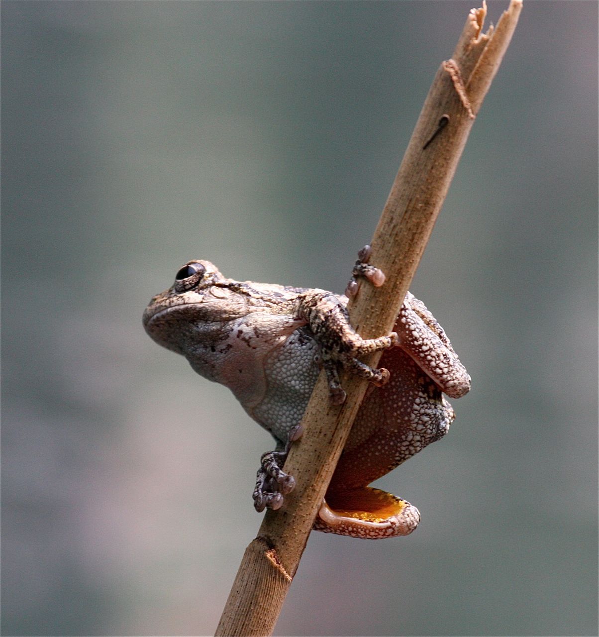  p>树蛙,无尾目树蛙科的1属,体多细长而扁,后肢长,吸盘大,指,趾间有